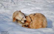 - НУ не плачь, не надо... / Две домашние собаки красивой породы игрались на остатках мартовского снега, на короткий миг они застыли в такой позе... В итоге получилась добрая фотокарточка, на мой взгляд. Снято на зеркальную камеру Nikon D90
