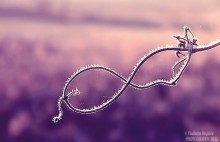 - НЕ СМОТРИ НА МИР СКВОЗЬ РОЗОВЫЕ ОЧКИ! / ноябрь 2012 года, раннее утро, веточка, посеребренная инеем, в форме восьмерки, бесконечности или очков... Кто как видит... Моя идея, которую я хотел передать такова: очки, бесконечность, для кого-то пустота. Мир устроен несложно, но все в нем неспроста... Не смотри на мир сквозь розовые очки! Снято на Nikon D90
