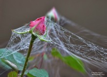 причуды октября 2012 / конец октября, раннее утро, роза вся в паутине