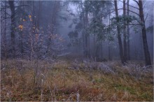 Утренний лес / В ноябре, утренний заморозок