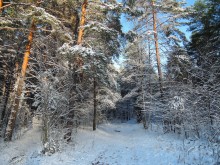 First snow of November / Окрестности Минска