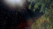 мошкара в лучах света / летающие жучки в лучах августовского солнца, снято на мыльницу Nikon coolpix p510