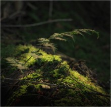 ...lonely fern... / ...чуть жЁстче и холоднЕе......

[img]http://i049.radikal.ru/1312/c8/f3c0d6fb511c.jpg[/img]