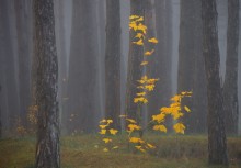 &nbsp; / Осень,лес,туман
