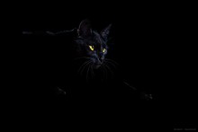 Когда на город опускается ночь... / Фото черного кота на ночной охоте
