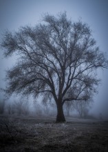 Туманное древо / очень люблю это дерево, не знаю почему, но очень оно меня манит к себе...