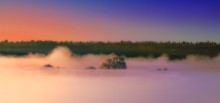 Деревья плывущие к рассвету! / Природа Беларуси