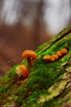 Семейство / ..........