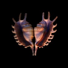 Heart / shell and mirror