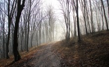 Лес в Товтрах / Тернопольская область