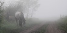 утро туманное / рано утром отправились на ключ за водой.Стоял густой туман. Когда стали подъезжать к лесу, на дорогу вышли лошади. Утро, туман и лошади-это была удивительная картина и, наверное, случай, который подарила природа...