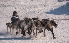 &nbsp; / Гонки на оленьих упряжках. Праздник &quot;День Оленевода&quot;.