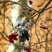 Дрозд Рябинник / Ряби́нник[1] (лат. Turdus pilaris) — распространённый вид европейских дроздов.

Гнездится повсеместно в Европе, начиная от северной границы лесной растительности до северной границы степной полосы, а также в Сибири — до водораздела между Енисеем и Леной. В Южной Европе, Северной Африке, на Кавказе, в Средней Азии и Кашмире встречается как залётная, зимующая птица, хотя при значительном урожае лесных ягод зимует также в средней Европе.

Рябинник отличается от остальных дроздов прежде всего образом жизни. Хотя некоторые пары и гнездятся изолированно, большинство их собирается в средние по численности колонии, насчитывающие 30-40 пар. Они любят селиться в парковых насаждениях и в перелесках, по опушкам лесов, поближе к влажным лугам. В глухих лесах рябинник не встречается. Главные места его обитания находятся на севере и в средней части Европы и Азии. Часть птиц ведут оседлый образ жизни, часть кочевой. Скандинавские рябинники, как и некоторое количество среднеевропейских, на зиму отлетают на юг, прежде всего на юг и запад Европы. Гнездовой период длится с апреля по июль. Рябинник питается как животной, так и растительной пищей. Зимой стаи рябинников слетаются полакомиться зрелой рябиной и другими ягодами (н.п. облепихой). Дрозд-рябинник не является особо ценным промысловым видом, его отстрел разрешён круглый год без лицензии. Главной целью отстрела является защита садов, также мясо дроздов употребляется в пищу