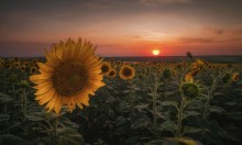 Солнечный цветок / Донбасс.Поле подсолнечника.