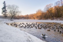 Зимний парк / Щецинский парк в январе