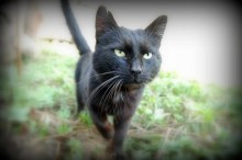 Котяра / Из серии "Коталог".