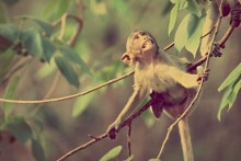 monkey from Thailand / Тай
