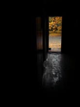 вход в осень / мобильное фото