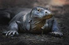 Дракон Комодо... / Снято в естественной среде обитания на о. Комодо (Индонезия) Такой «дракон» достигает в длину 4-5 метров, его вес колеблется в пределах от 150 до 200 килограммов. Это наиболее крупные особи. Сами индонезийцы называют «дракона» «сухопутным крокодилом».