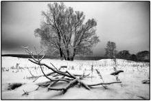 черно-белая зима / голые деревья на фоне снега
