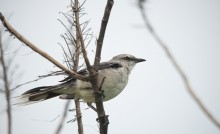 Northern Mockingbird / Многоголосый пересмешник