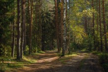  / лесные мотивы