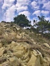 Сосны на морском берегу / Черное море