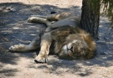 Царь спит. / Лев
