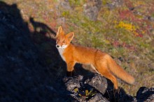 Я и моя тень / Камчатка. Сентябрь 2013. 
Природный парк «Ключевской»
ПРИГЛАШАЕМ В ФОТОТУР ПО КАМЧАТКЕ 2014 http://ratbud.livejournal.com/17578.html