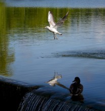 Размышление над отражением / Утка смотрит на отражение в воде  пролетающей мимо чайки.