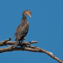 Cormorant / Бакла́н(лат. Phalacrocorax) — род морских птиц семейства баклановых, отряда пеликанообразных