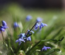 &nbsp; / Оживление природы...