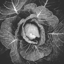 &nbsp; / капуста