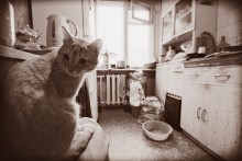 котофото / кот