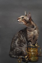 Чемпион / портрет кота