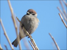 Воробей / Воробей зимой в ветвях ивы.