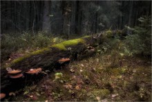 Наедине с лесом / Природа Беларуси