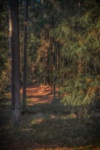 Катынский лес. Тропа мертвецов. / Катынский лес. Тропа мертвецов.