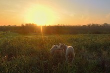 A romantic morning. / lambs in the sunrise.