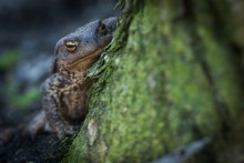Я слежу за тобой. / Крупная самка серой жабы (Bufo bufo) лениво шагала про прогретой весенним солнцем земле, принимая иногда довольно забавные позы. 
Гатчинский парк-заповедник.