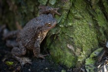 Дозорный. / Крупная самка серой жабы (Bufo bufo) лениво шагала про прогретой весенним солнцем земле, принимая иногда довольно забавные позы. 
Гатчинский парк-заповедник.