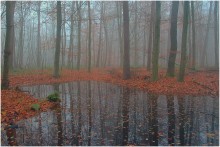 Mysterious forest. / A foggy autumn evening .