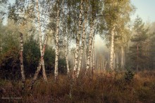 Где-то между летом и осенью... / Московская область.Дмитровский район.В низине туман стоит так долго,что кажется буд-то это утренний пейзаж,а время на самом деле почти полуденное...