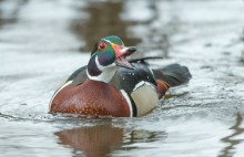 The Wood Duck (male) / The Wood Duck (male)