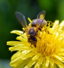 Апрельские хлопоты / Пчела на одуванчике