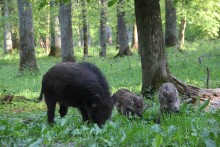 Семейство кабанов / Волынь. Цуманская пуща. http://board.lutsk.ua/topic/146147-vs-pori-roku-v-cumanski-push/