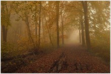 Golden forest. / A foggy autumn day