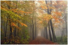 Colors of the autumn. / A foggy morning in the forest.
