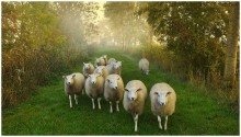 Good morning. / sheep early in the morning.
