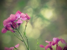 &nbsp; / лунария